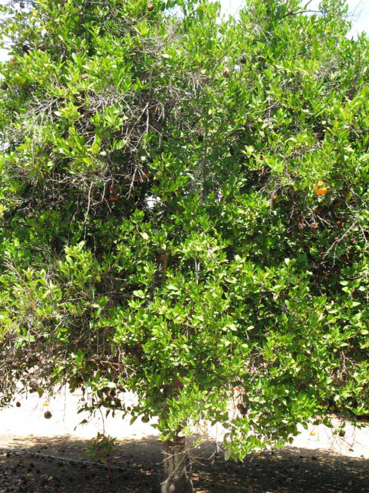            Habit (Dancy Weshart, Riverside, CA)   